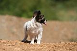 EPAGNEUL PAPILLON 137